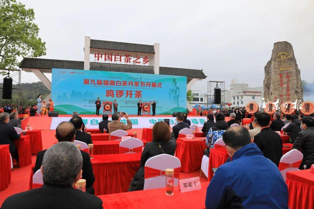 图集丨第九届福鼎白茶开茶节开幕