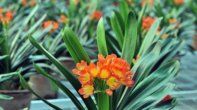 君子兰花图片(君子兰花图片大全)