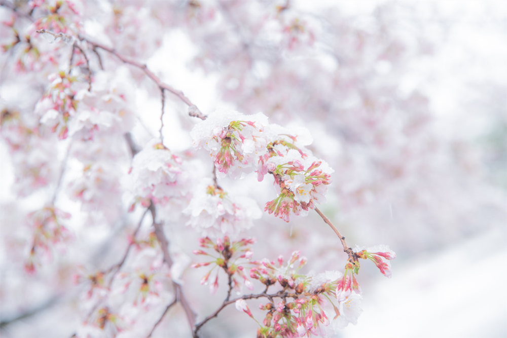 东京出现樱花雪!网友:或许一生就只能见到这么一次的美景.