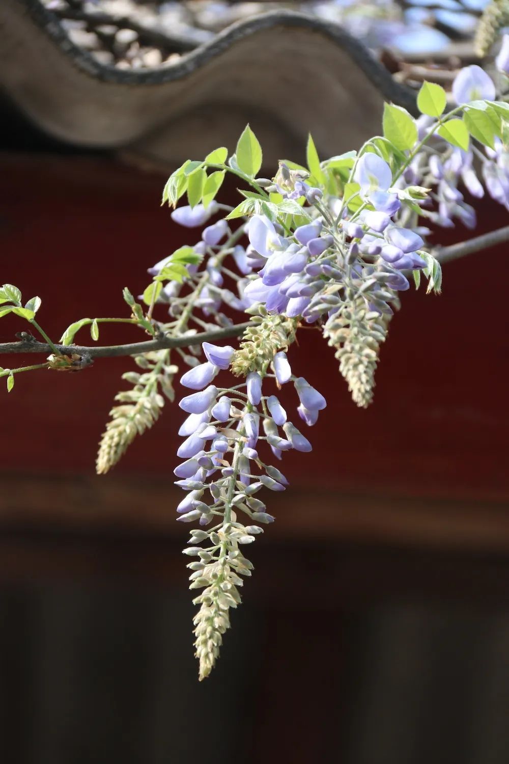 she的紫藤花又开好了