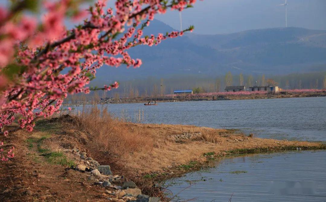 泗水龙湾湖桃花盛开的地方