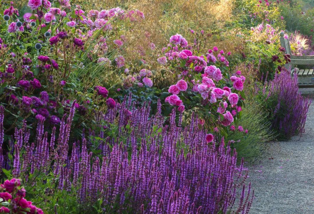 打造一个浪漫至极的月季园2020世界花园大会