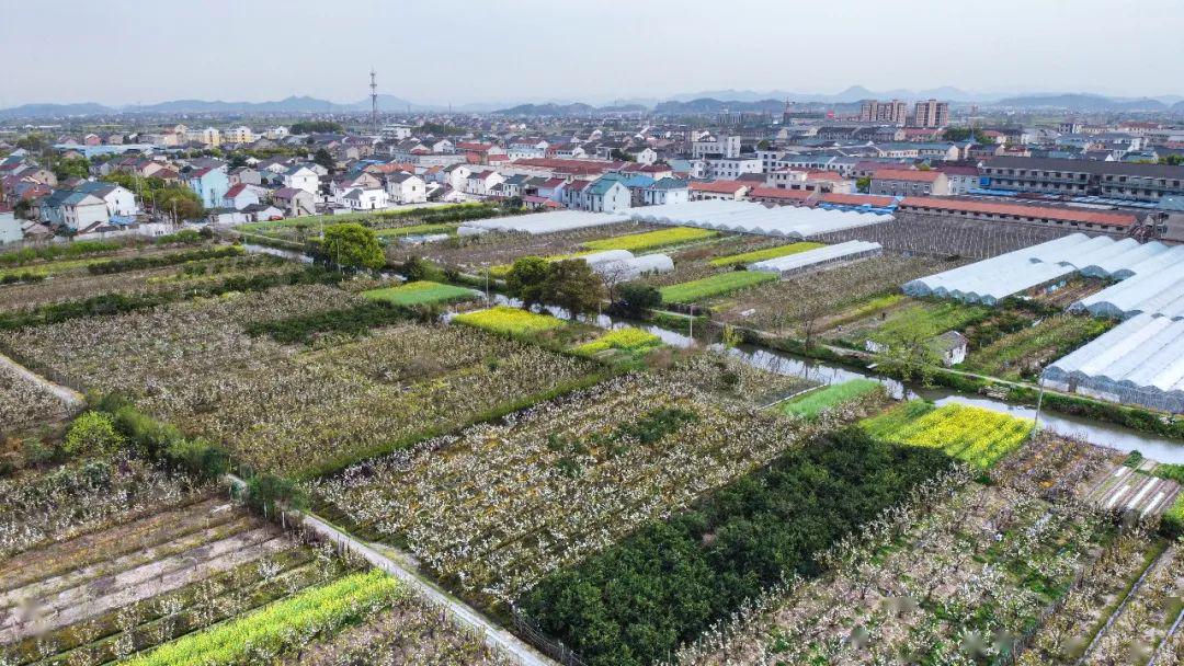美呆了!上虞这个地方已成网红梨花打卡地_谢塘镇