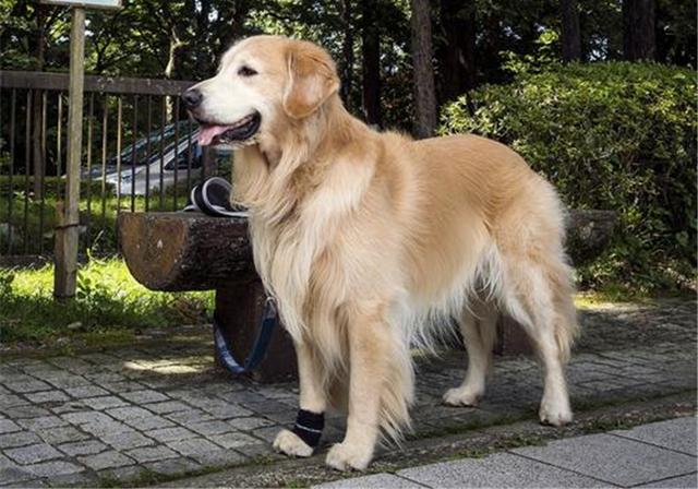 原创金毛马路拦车引起交通堵塞路人知道真相后吐槽铲屎官