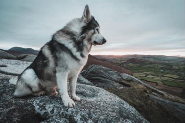 据说这只名叫奥丁的因纽特犬因为患上了口腔癌,无法治愈,最