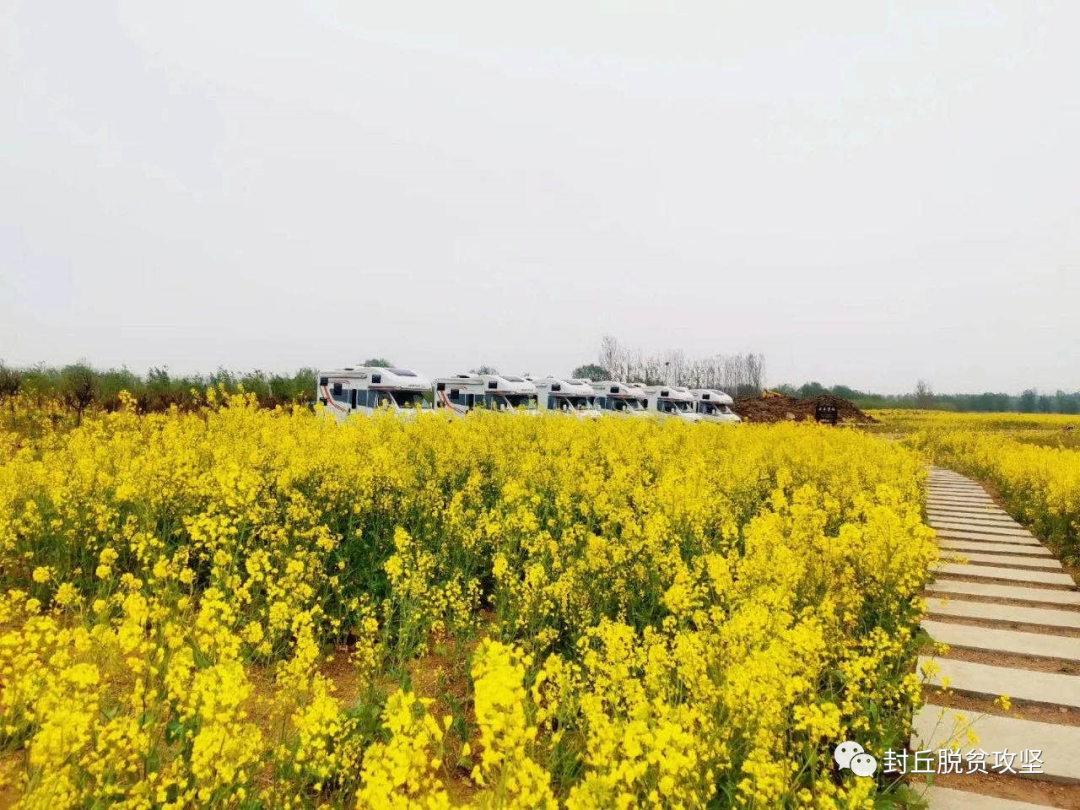 據瞭解,陳橋鎮東湖溼地油菜花節共流轉貧困戶土地48戶,103畝,共帶動近