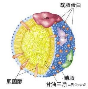 被誤解多年的低密度脂蛋白膽固醇