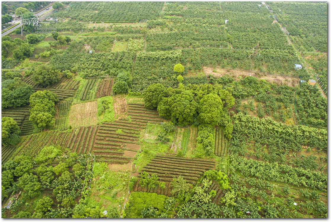 航拍树山村的千亩梨园,静待花开