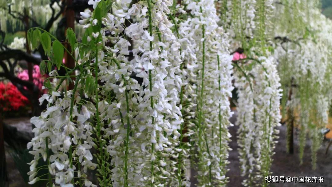 67绝对网红有意境有故事的长穗花紫藤海量照片