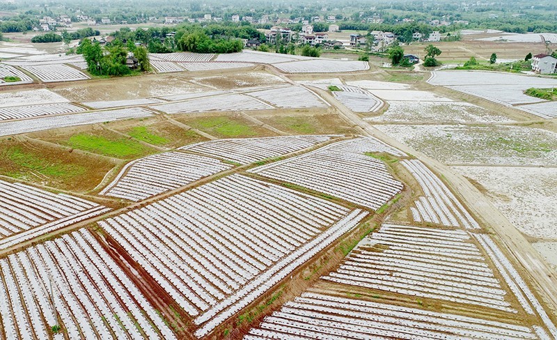四川岳池苟角镇:善作善为奏响乡村振兴的奋进之歌