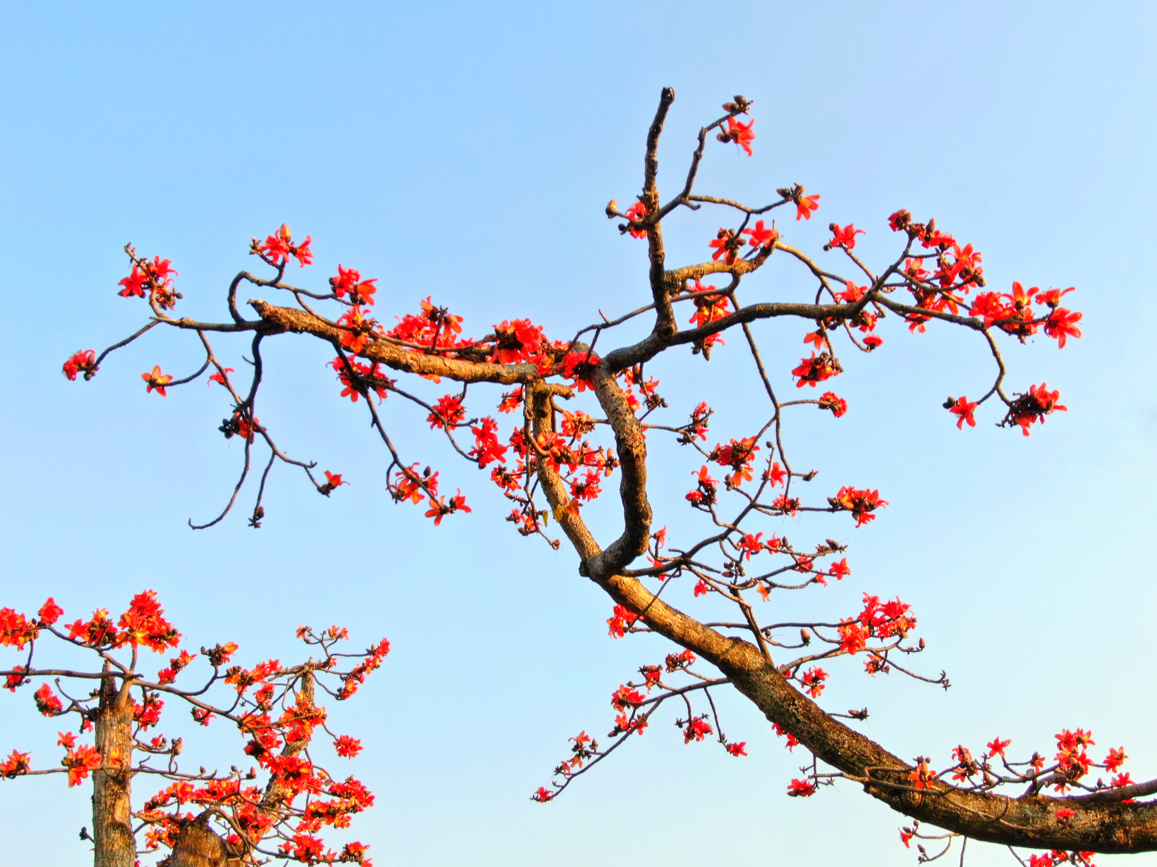 木棉花的春天图片高清图片