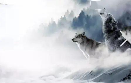 小油推书 | 《狼图腾》--心清一切明,心悟一切静