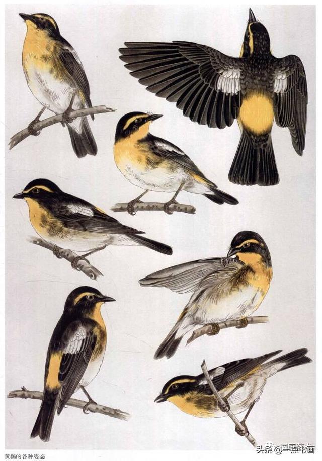 工笔百鸟图谱选页分享