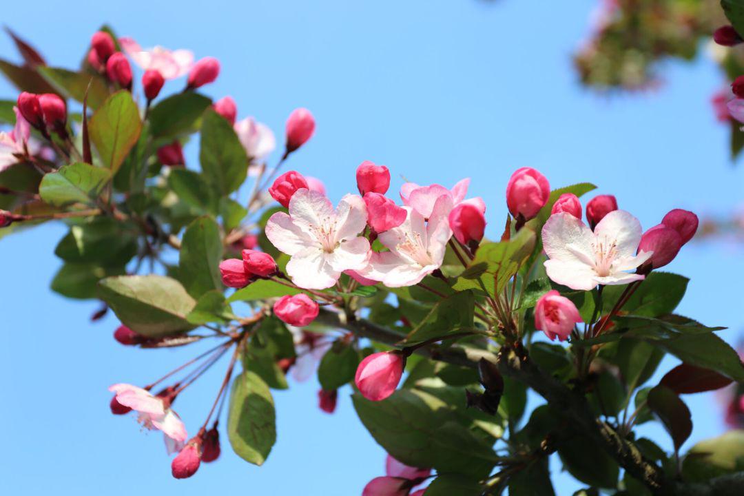 花期不长娓娓道来将春天的故事抓住了三月的尾巴望月农庄的海棠花疫情