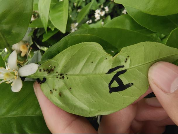 柑橘蚜虫消灭难京博天岳解您忧