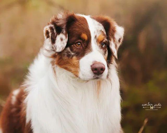 點指名犬魅力無限的澳大利亞牧羊犬