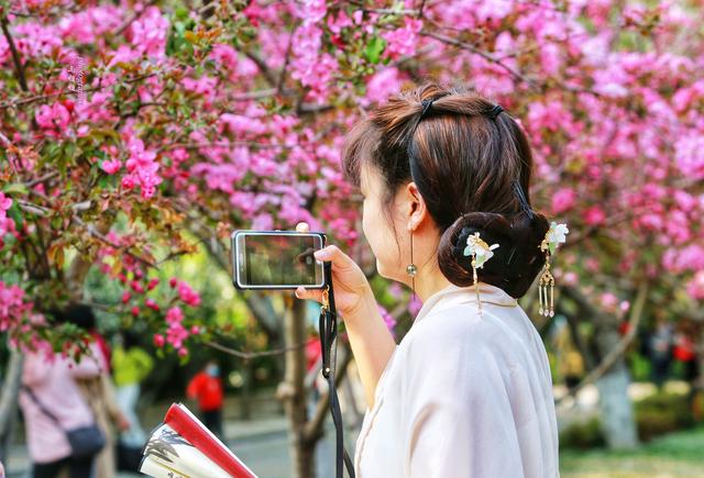 海棠依旧醉郑州 河南最大的海棠种植园 万株海棠花开似锦