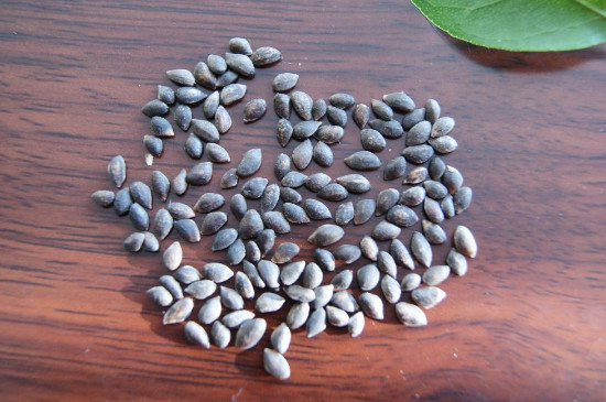 部分像油松和云南松等松树,它们的种子没有休眠,可以浸种,松树播种前