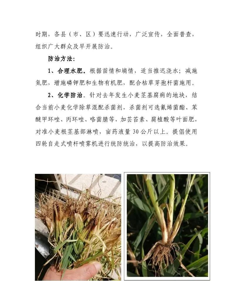 俗称"小麦癌症"的小麦茎基腐病,究竟怎么防治更有效?