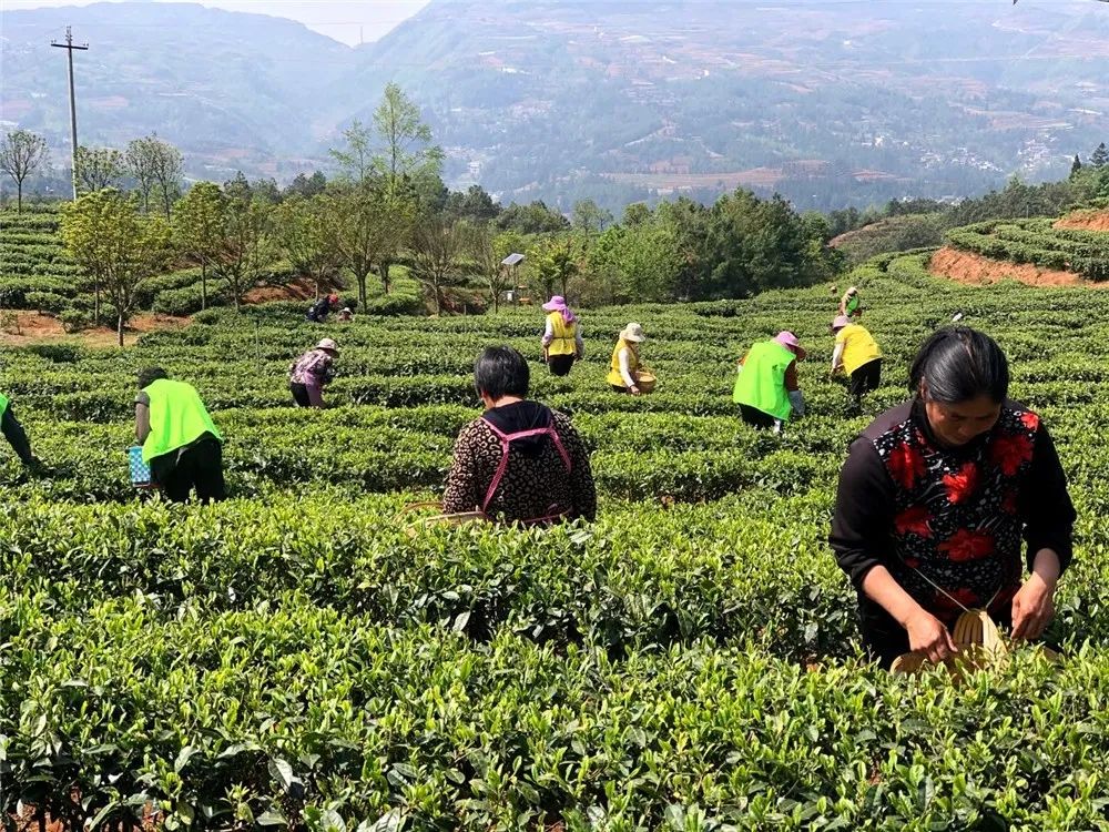 3月27日,記者走進水城縣龍場鄉萬畝生態茶旅觀光園,看到一行行茶樹