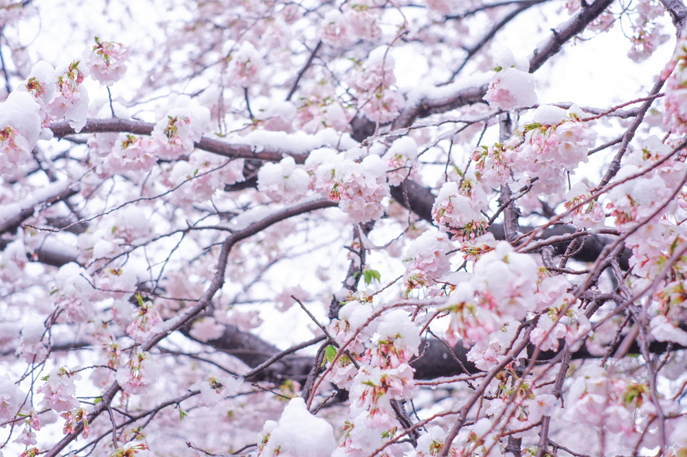 东京出现樱花雪!网友:或许一生就只能见到这么一次的美景.