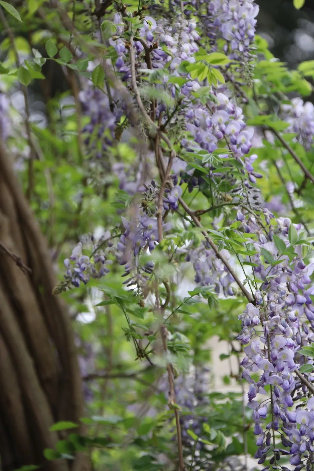 she的紫藤花又开好了