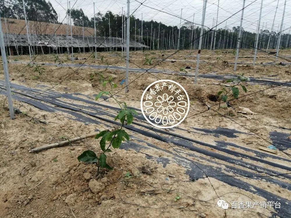 百香果引蔓上架用什么你能想到的这里都有