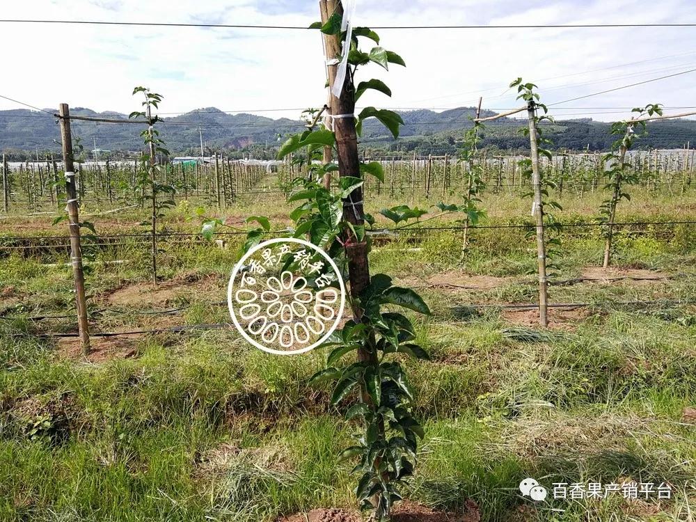 百香果引蔓上架用什麼你能想到的這裡都有