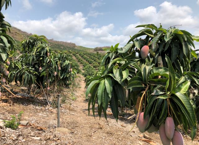 海南芒果销售受阻苏宁超市原产地直采来解围