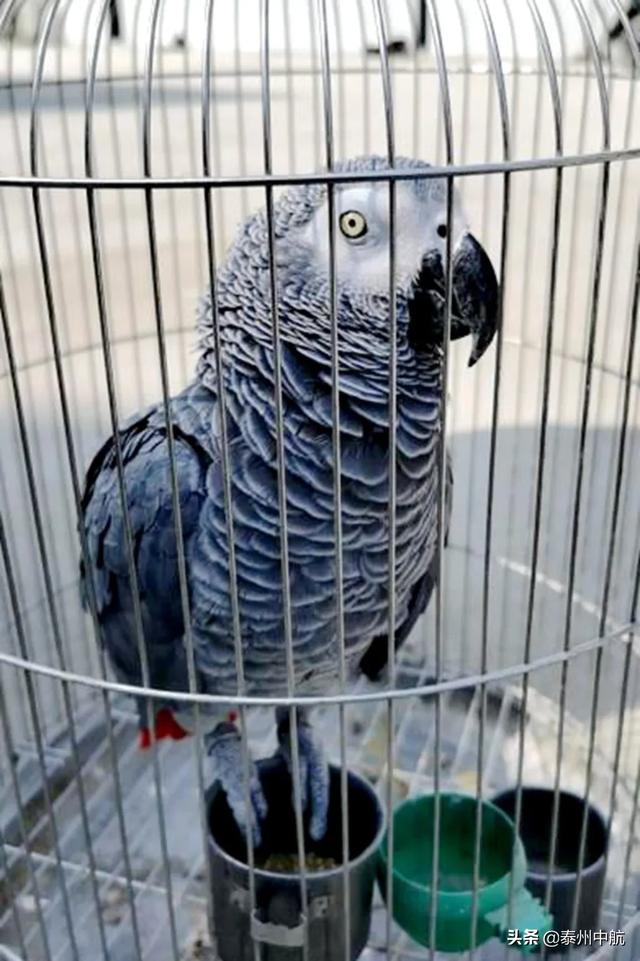 姜堰某人养了只polly被抓了