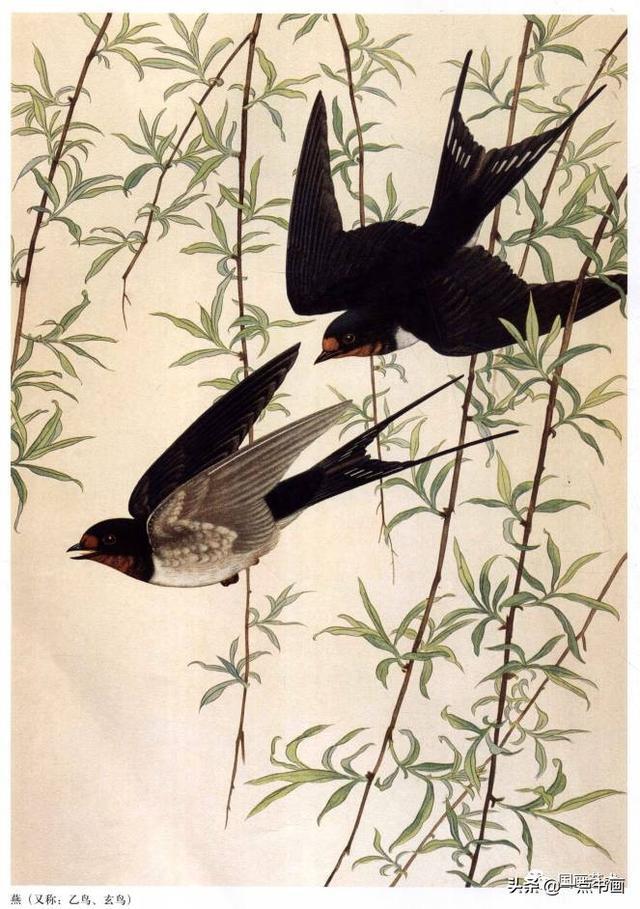 工笔百鸟图谱选页分享