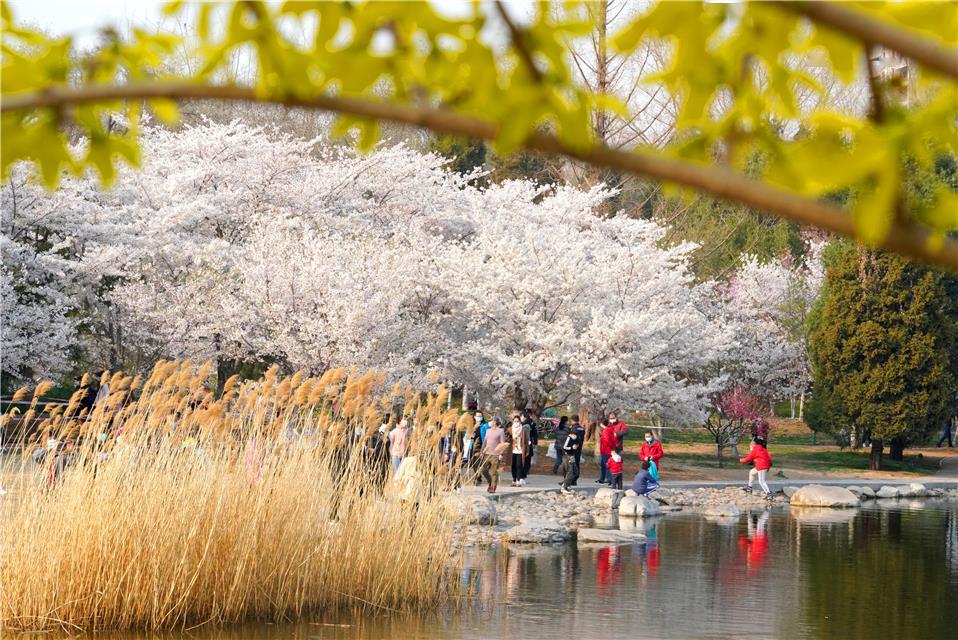 北京玉渊潭公园早樱盛开游客分散赏花
