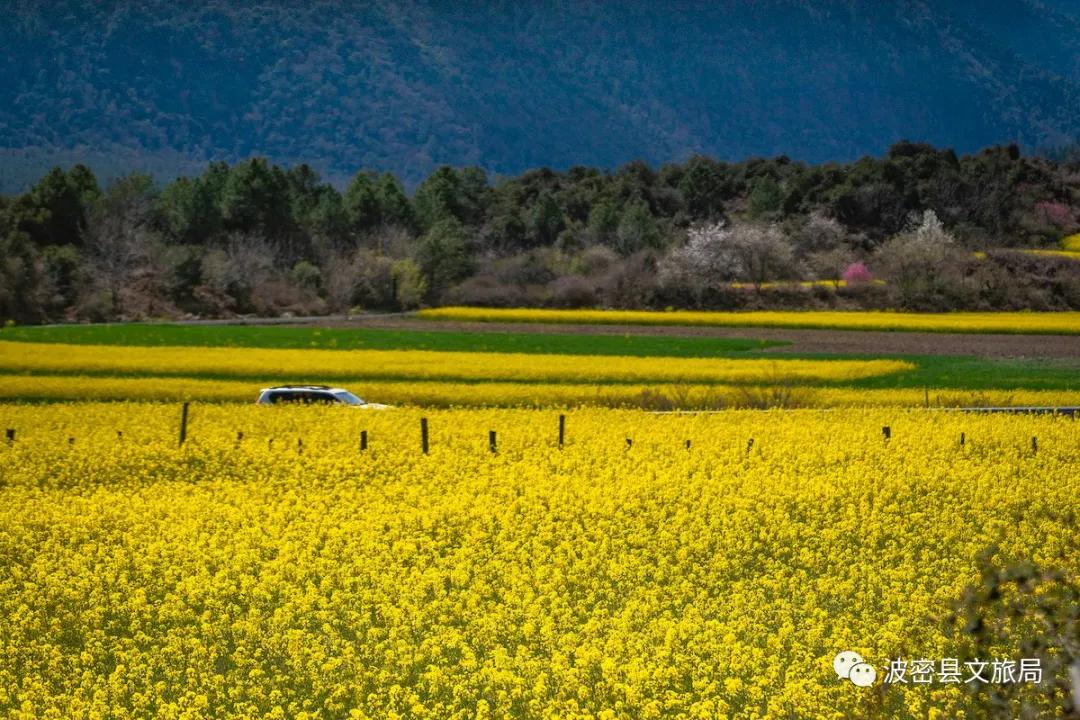 登陸央視易貢最美油菜花海終於藏不住了