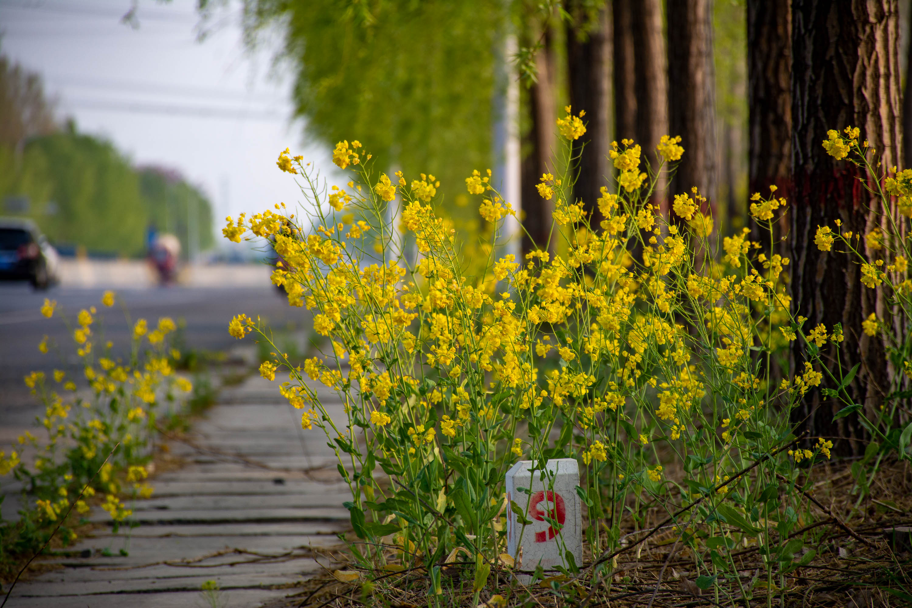 豫北粮仓快速通道上三十五公里油菜花绽放为农民自愿所种
