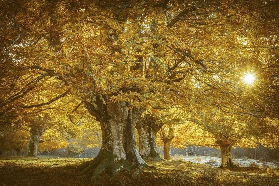 荷兰摄影师lars van de goor镜头下,童话般的幽静森林