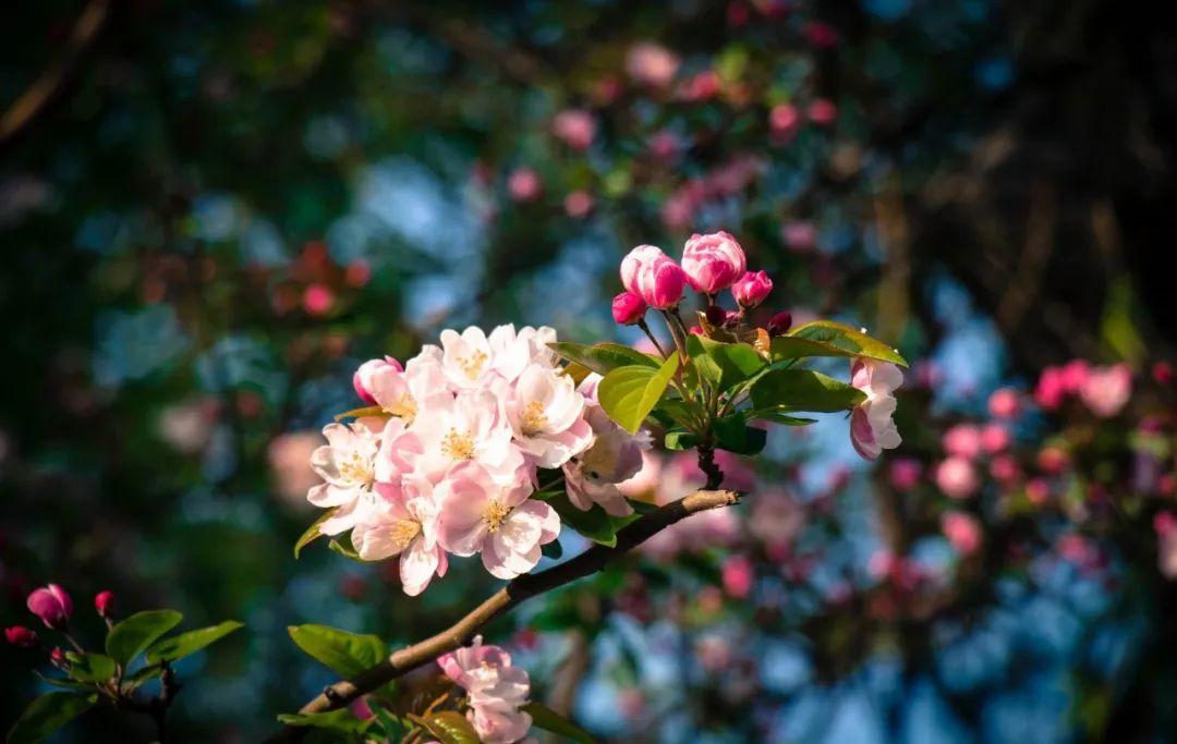 桃花依舊笑春風