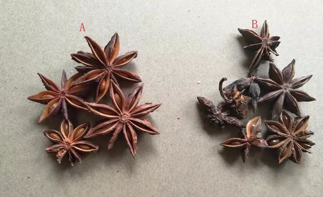 4,八角图a和图b的香果,不仔细区分好像差异不大,香果在选购时,应个头