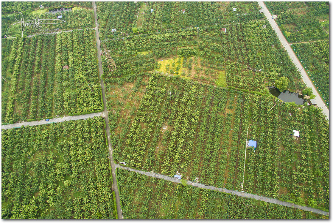航拍树山村的千亩梨园,静待花开