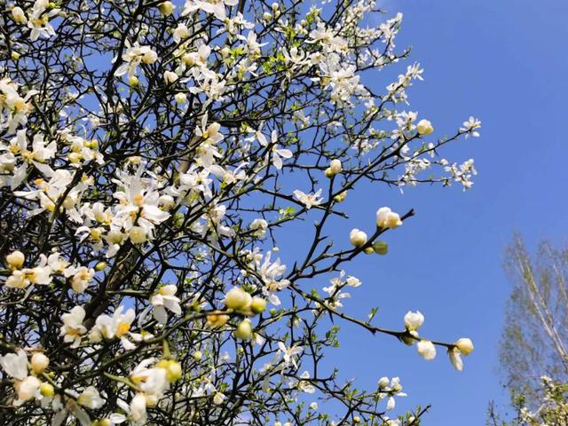 惊艳南阳老家的陈刺蛋花儿竟然这么美