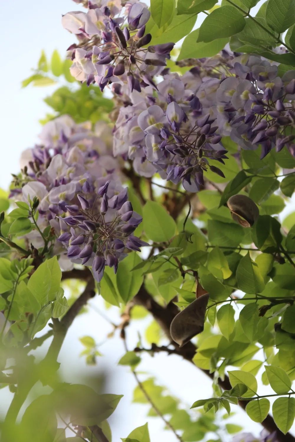 she的紫藤花又开好了