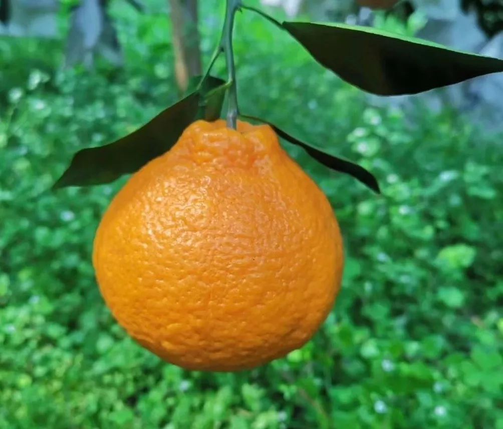 开春头茬丑橘不知火,一口一瓣超过瘾