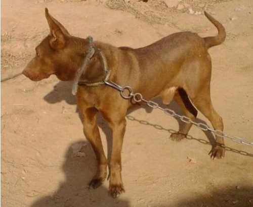 混血的湘西红狼犬,可击退凶残的狼群,也可猎杀彪悍的野猪