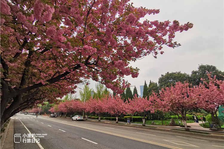 樱花作为行道树也是后来才有的事儿,高新二路的樱花