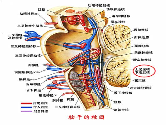 脑干解剖图解及位置图片