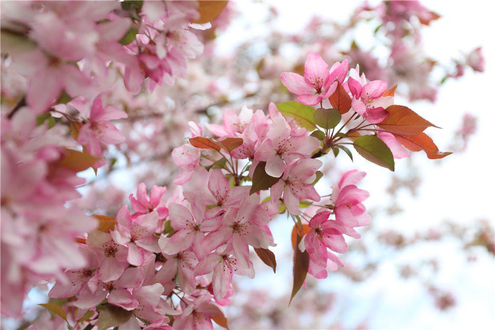 三月桥林海棠花开