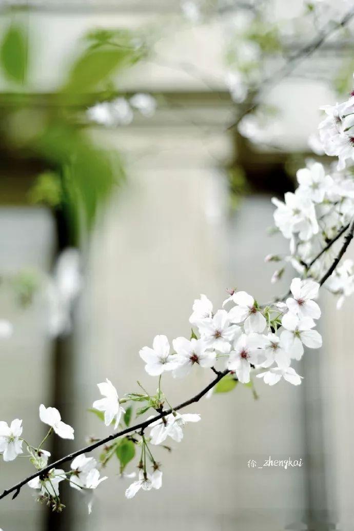 温岭市区这5处樱花已逐渐盛开花期近一周