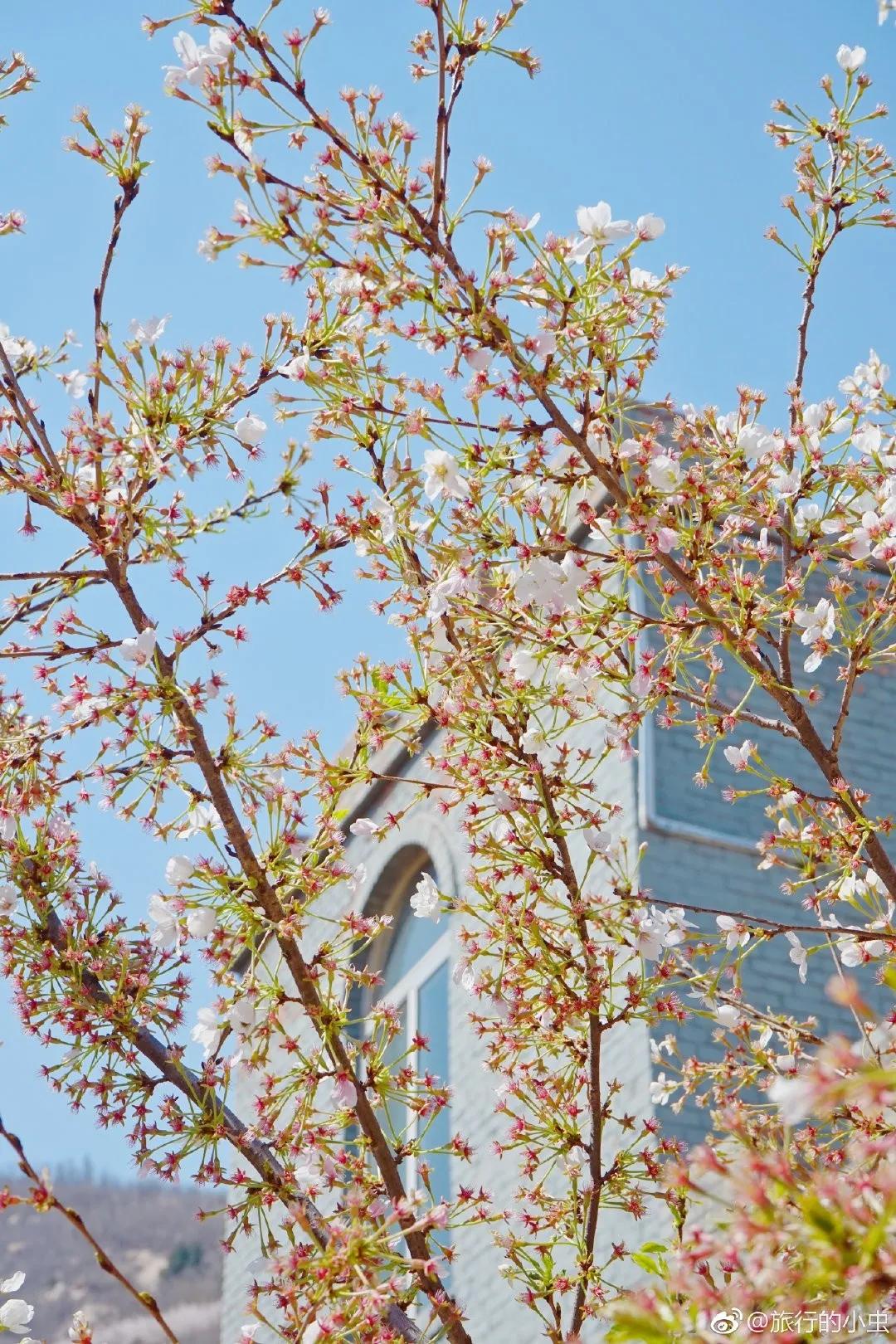3月29日 晴 坐标山东_青岛