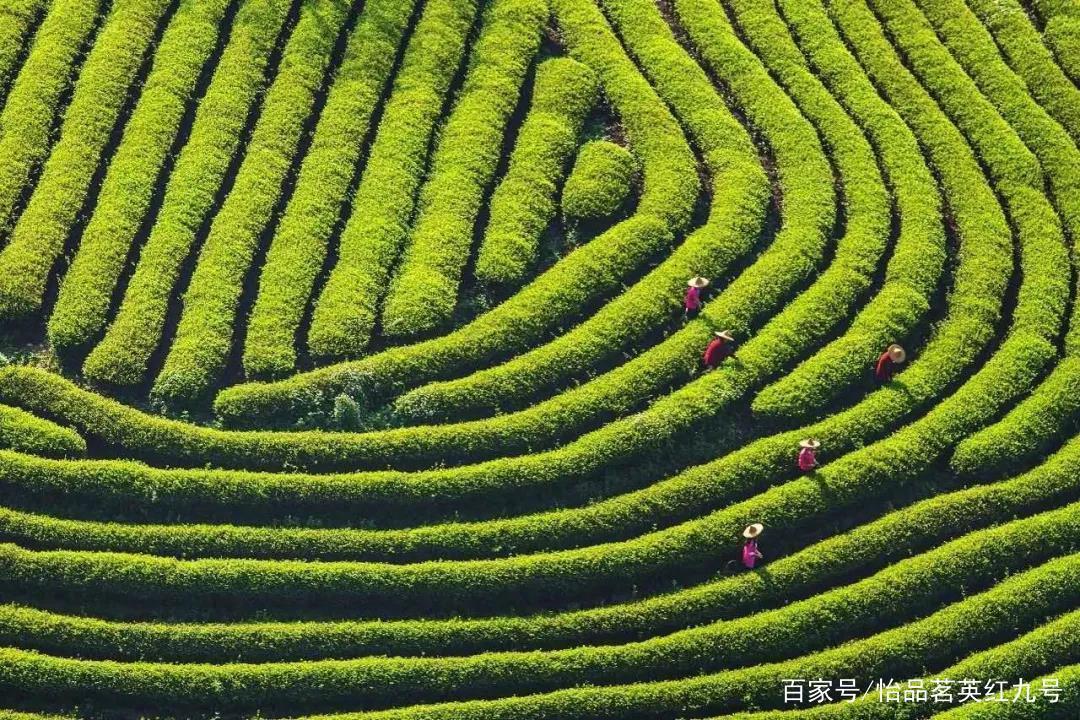 英德紅茶什麼時候採摘最佳呢