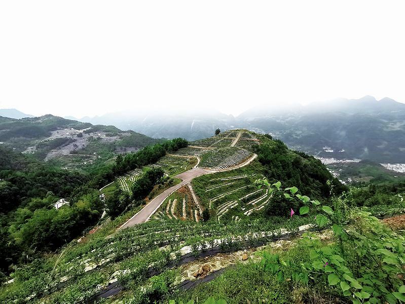 开州区大进镇打好脱贫攻坚组合拳多点开花结硕果