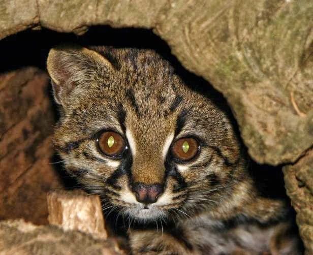 原创南美最小的猫科动物被人视为抓鸡虎小巧可爱却名声很坏
